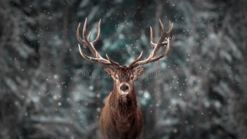 Homem nobre dos cervos na paisagem artística do Natal do inverno da floresta da neve do inverno