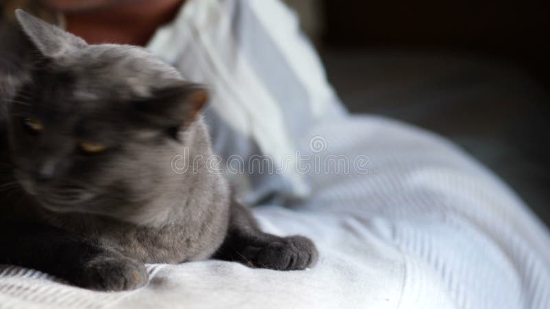 Homem novo considerável do animal-amante em uma cama