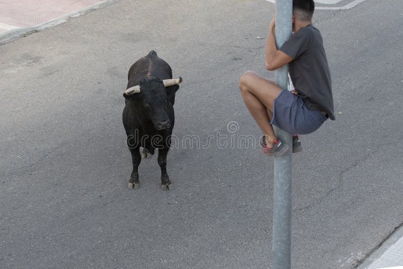 Homens provocam touros, são perseguidos, deitam no chão em posição fetal e  começam a chorar - Fotos - R7 Internacional