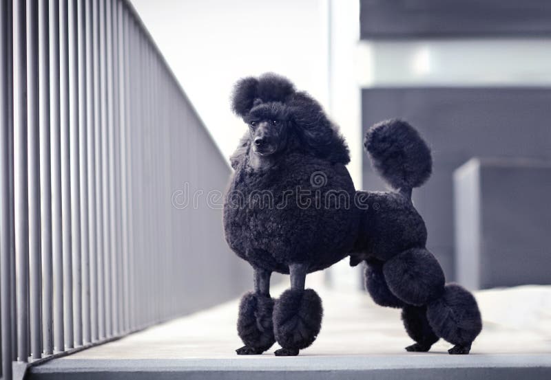 Homem preto da caniche fotos de stock royalty free Homem preto da caniche fotos de stock royalty free