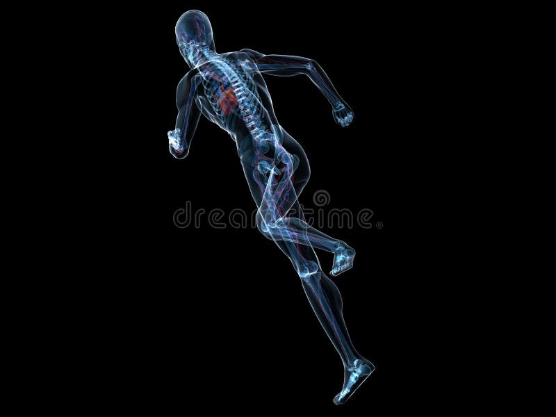 3d rendered illustration of a transparent running man with vascular system. 3d rendered illustration of a transparent running man with vascular system