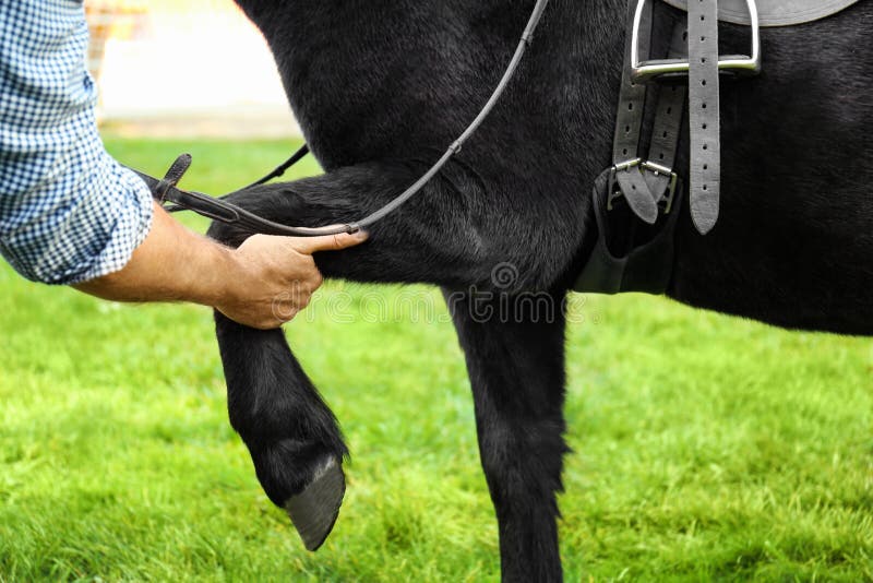 Cavalo Pulando Durante O Encontro De Cavalo Em Todo O País Pela Manhã  Fotografia Editorial - Imagem de grama, verde: 160272922