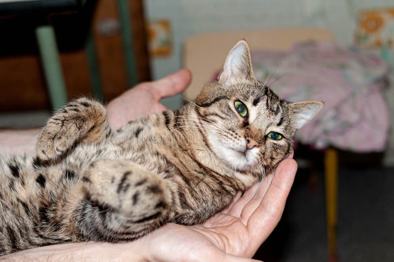 Homem Segurando O Gato-do-mato-marrom-giro-bonito Com Olhos Verdes Deitados Atrás Foto de Stock - Imagem de cuidado, animal: 162858634