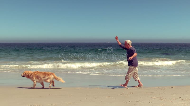 Homem superior alegre que joga com cão vídeos de arquivo