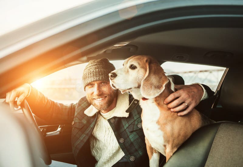 Man traveling with his beagle dog by auto. Man traveling with his beagle dog by auto