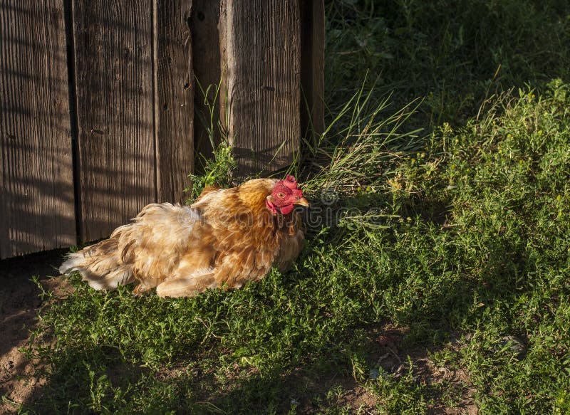 Homemade Orange Chicken in the Yard Stock Image Image of bright, bird
