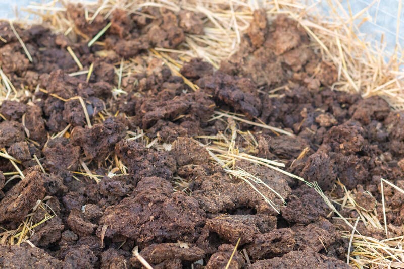 Homemade Fertilizer Made from Kitchen Waste Stock Photo Image of