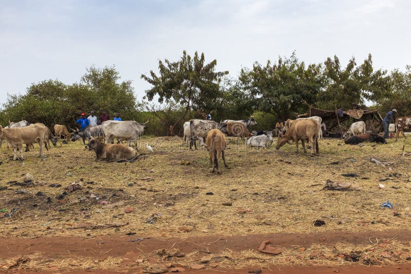 Homens que vendem rebanhos animais nos subúrbios da cidade de Bissau, em Guiné-Bissau imagem de stock Homens que vendem rebanhos animais nos subúrbios da cidade de Bissau, em Guiné-Bissau imagem de stock