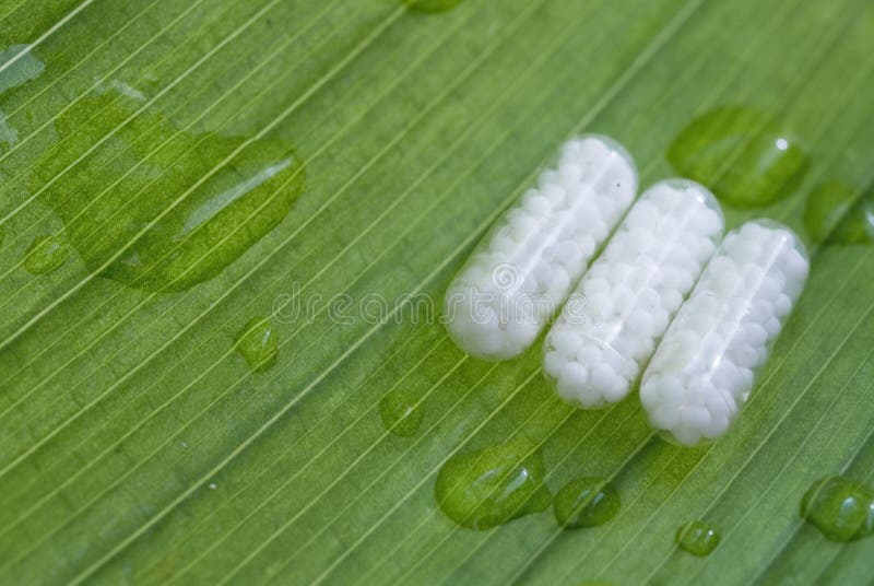 Three homeopathic pills over a wet green leaf. Horizontal composition. Green herbal drug medicine stock images, royalty-free photos and pictures