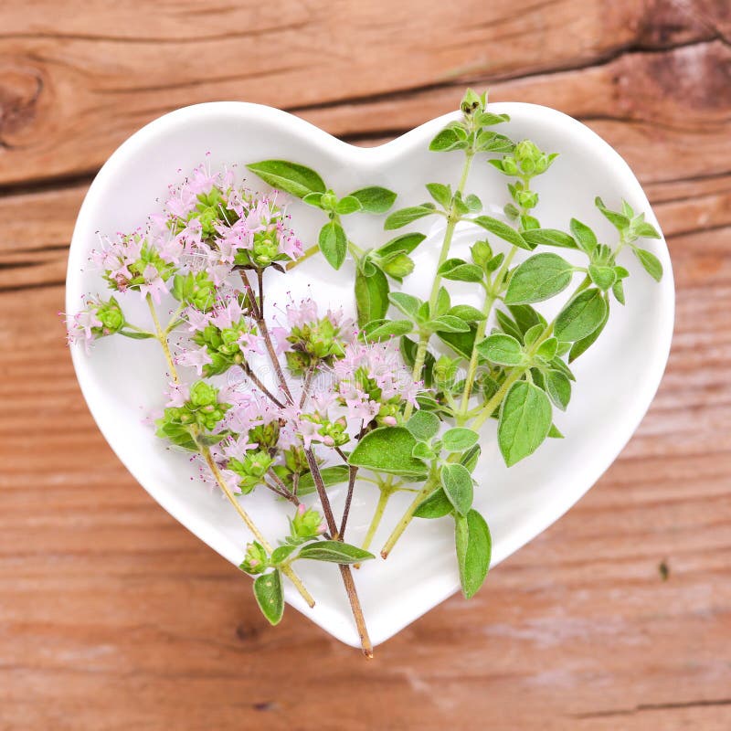 Homeopathy and Cooking with Marjoram Stock Image Image of heart, dish