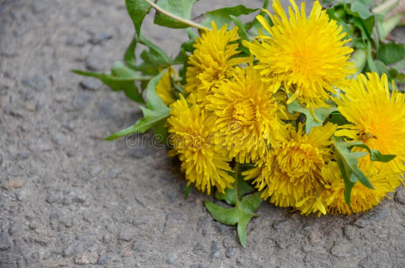 Homeopati och matlagning med maskrosen arkivfoton Homeopati och matlagning med maskrosen arkivfoton