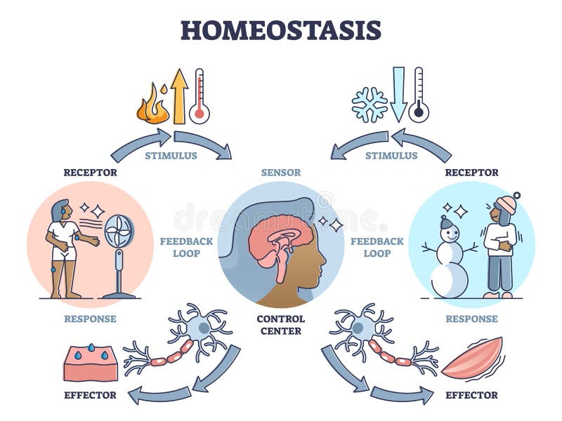 83 Awesome Temperature homeostasis drawing for Trend 2022