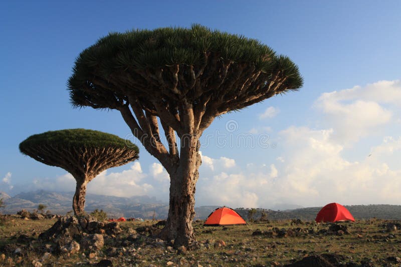 Homhil / Socotra Island royalty free stock images Homhil / Socotra Island royalty free stock images
