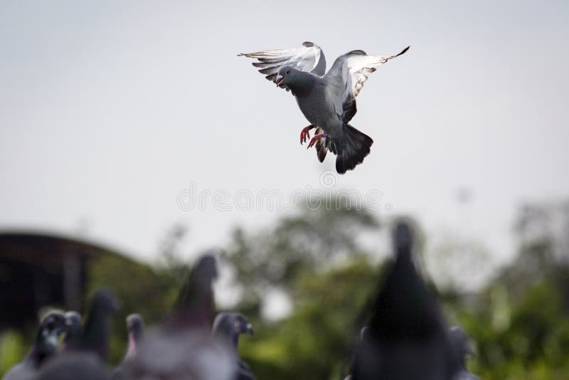 https://thumbs.dreamstime.com/b/homing-pigeon-approach-landing-to-home-trap-homing-pigeon-approach-landing-to-home-trap-264298889.jpg