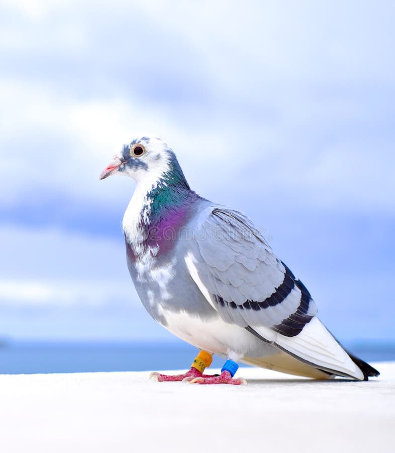 A Beautiful Pigeon Bird Large and Close on Natural Background. Editorial Stock Photo - Image of flight, home: 181220253 A Beautiful Pigeon Bird Large and Close on Natural Background. Editorial Stock Photo - Image of flight, home: 181220253