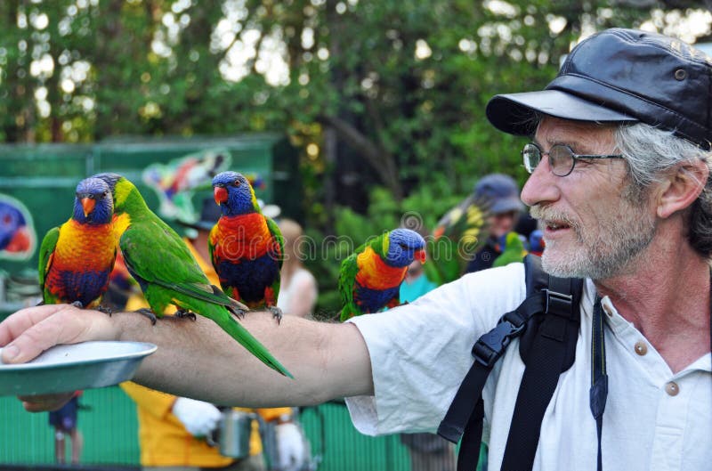 Homme alimentant l'arc-en-ciel australien sauvage Lorikeets image libre de droits Homme alimentant l'arc-en-ciel australien sauvage Lorikeets image libre de droits