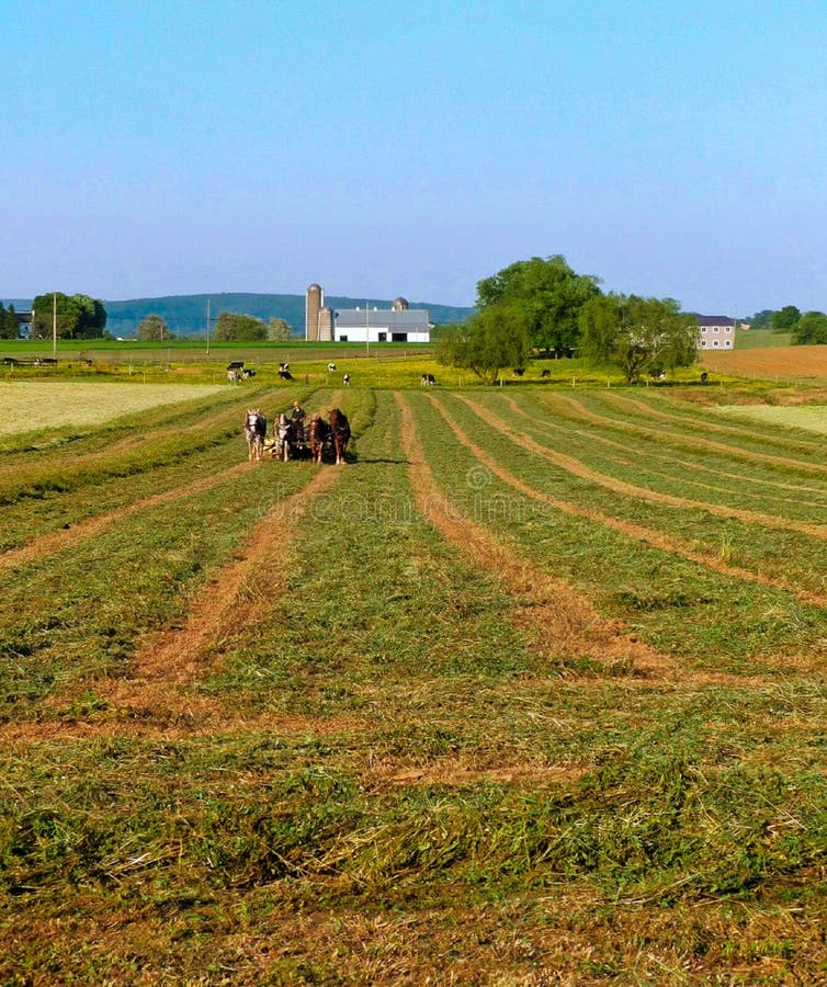 Homme amish et une équipe de quatre chevaux labourer un gisement de luzerne photographie stock Homme amish et une équipe de quatre chevaux labourer un gisement de luzerne photographie stock