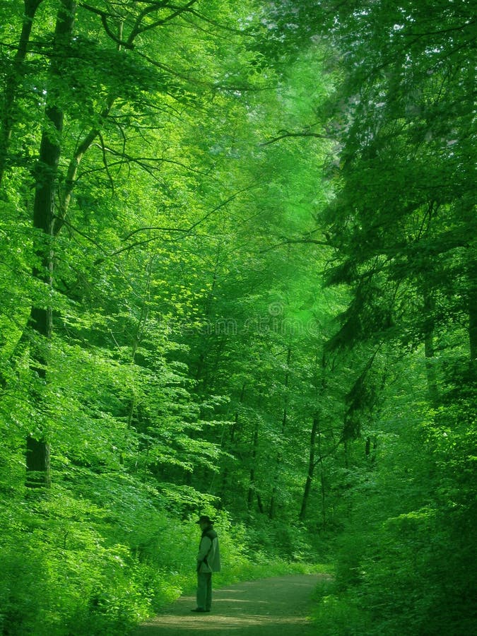 Homme dans une forêt verte Homme dans une forêt verte