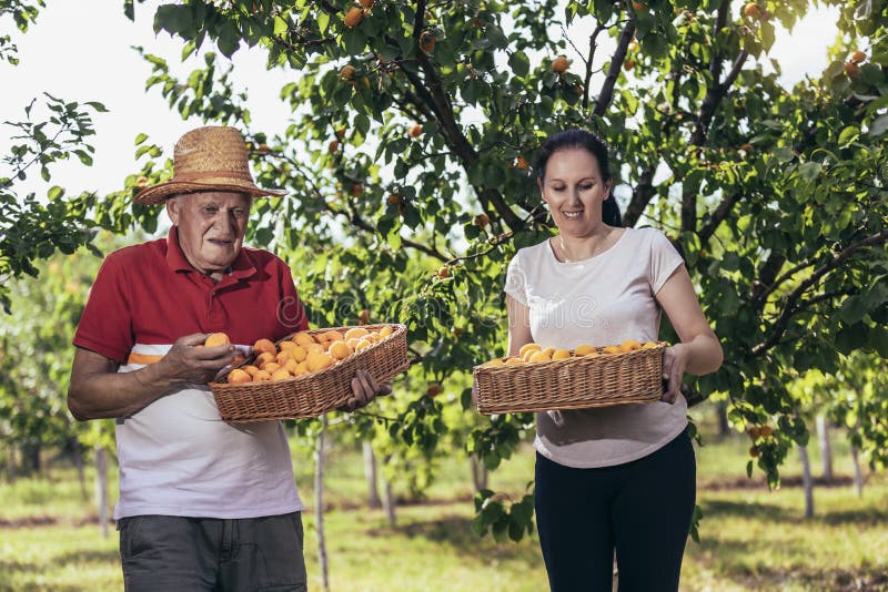 Homme âgé avec fille adulte cueillir l'abricot dans le verger satisfait de la qualité image libre de droits