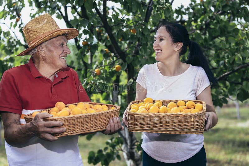 Homme âgé avec fille adulte cueillir l'abricot dans le verger satisfait de la qualité image libre de droits