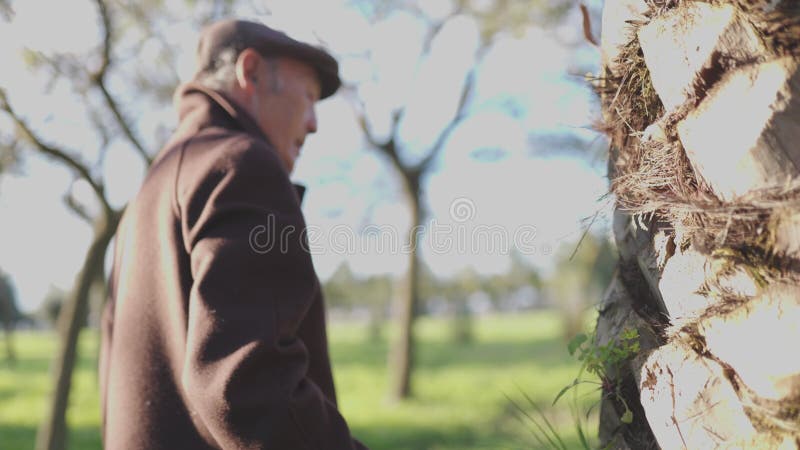 Homme âgé explorant le tronc de palmier dans un parc ensoleillé banque de vidéos