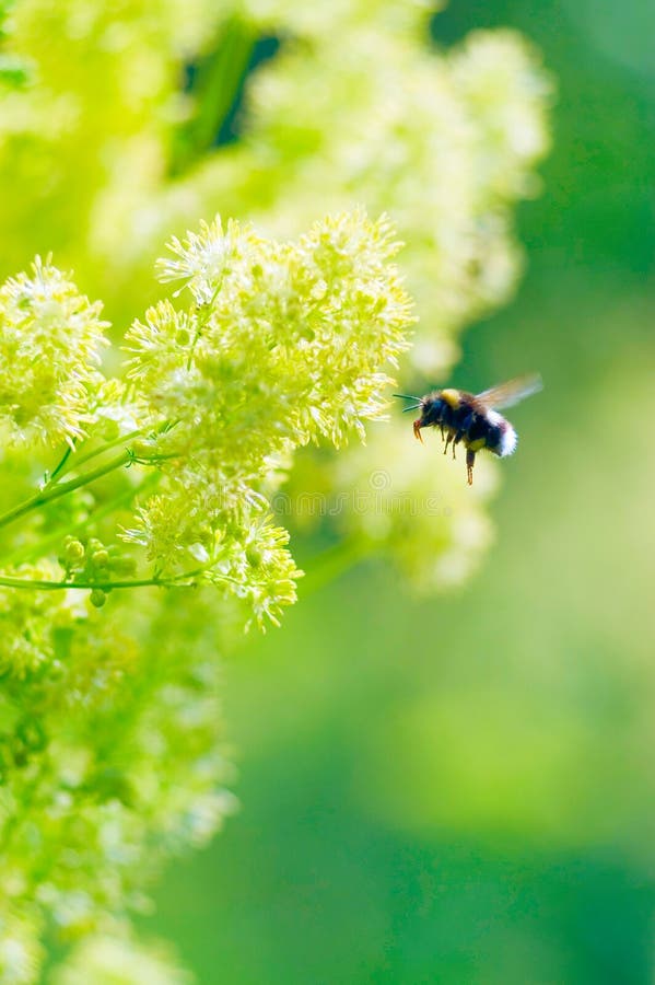 Hommel op een gele bloem stock fotografie Hommel op een gele bloem stock fotografie
