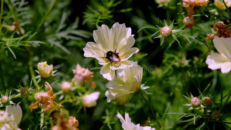 Hommel op witte bloemkosmos bipinnatusxanthos. insectenvoedernectar. plantbestuiving