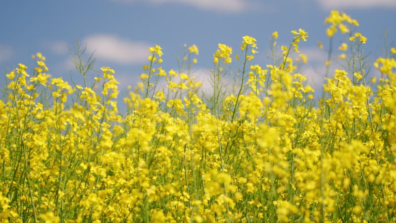 Hommel rond bloeiende raapzaadplanten.