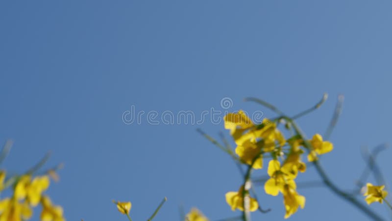 Hommel rond bloeiende raapzaadplanten.