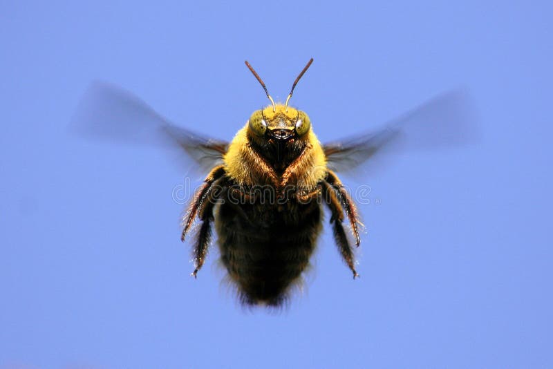 A bumble bee which has been captured flying in mid-air, posing perfectly for the camera. A bumble bee which has been captured flying in mid-air, posing perfectly for the camera