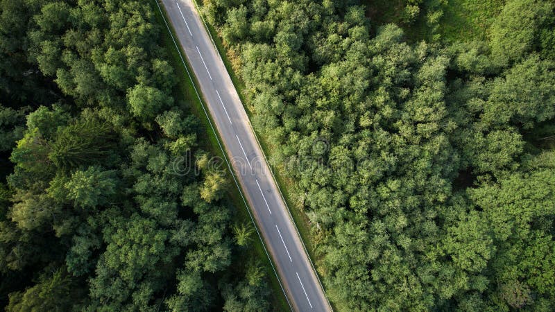 Hommelmening van weg door bos stock afbeeldingen Hommelmening van weg door bos stock afbeeldingen
