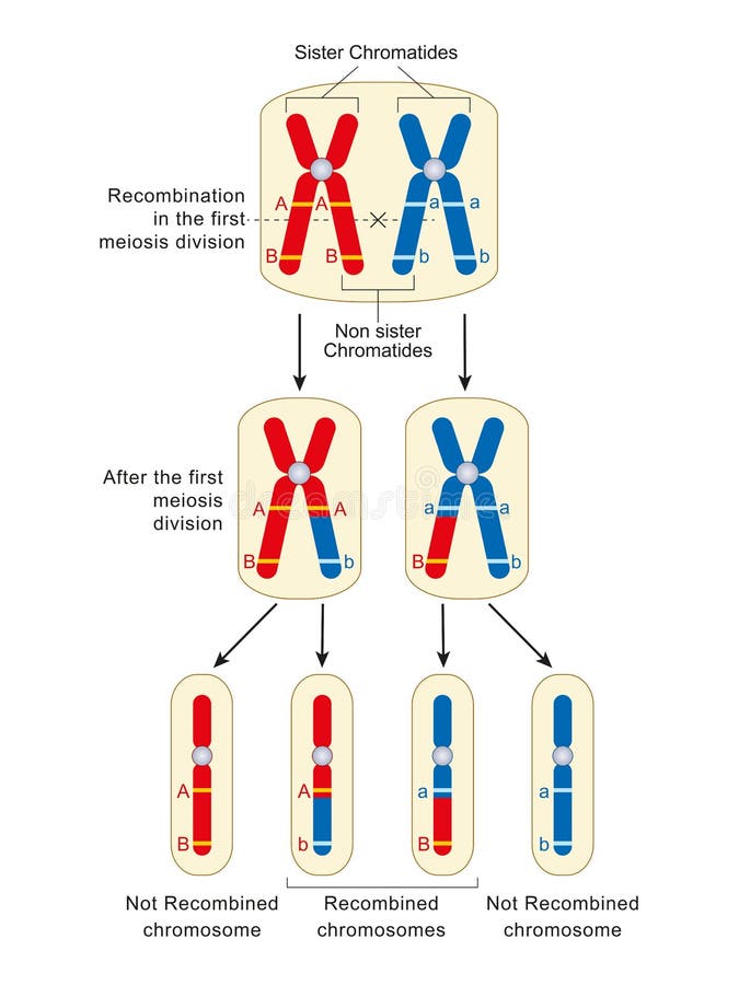 Portion de chromosome