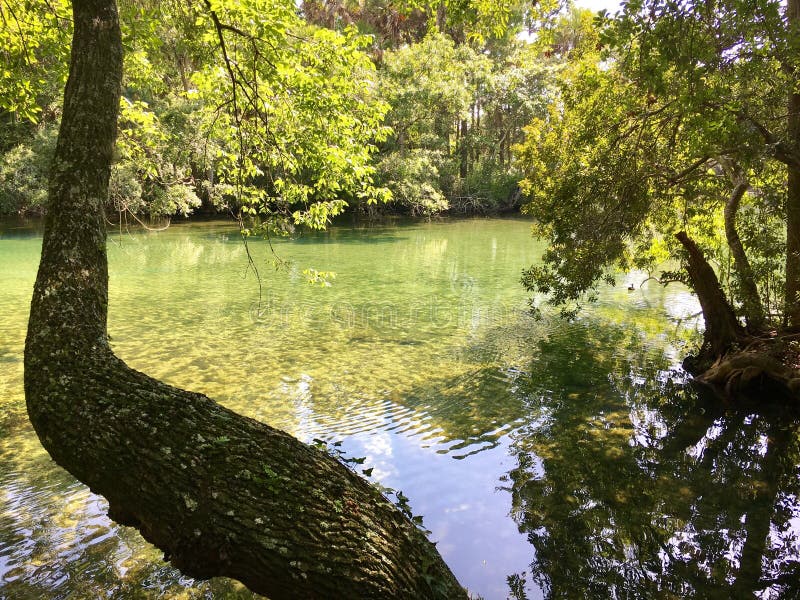 Homosassa Srings Wildlife State Park, Florida, USA - July 28, 2016: A beautiful river with a deep pool at Homasassa Springs State. Park royalty free stock photos