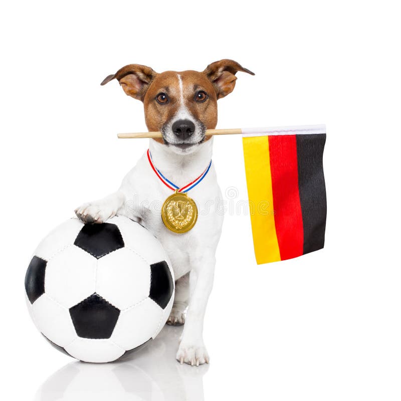 Hond als voetbal met medaille en vlag royalty-vrije stock fotografie Hond als voetbal met medaille en vlag royalty-vrije stock fotografie