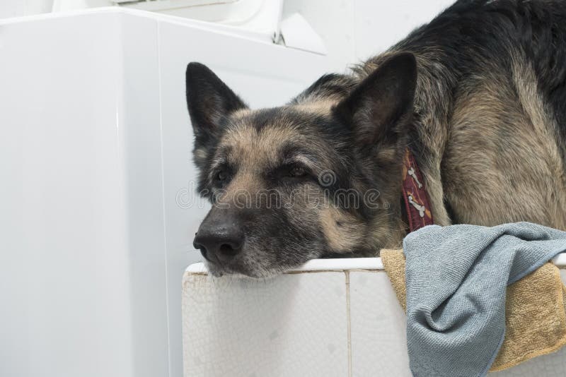 Hond in bad stock afbeeldingen Hond in bad stock afbeeldingen