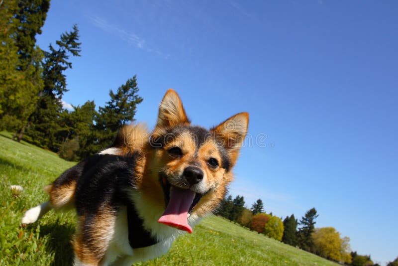 Hond bij het park stock fotografie Hond bij het park stock fotografie