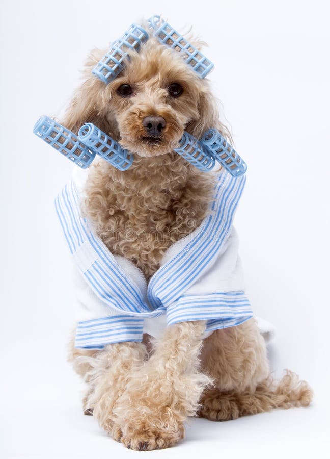 A poodle ready for the hair salon wearing a white and blue terry cloth bathrobe and blue curlers isolated on a white background. A poodle ready for the hair salon wearing a white and blue terry cloth bathrobe and blue curlers isolated on a white background.