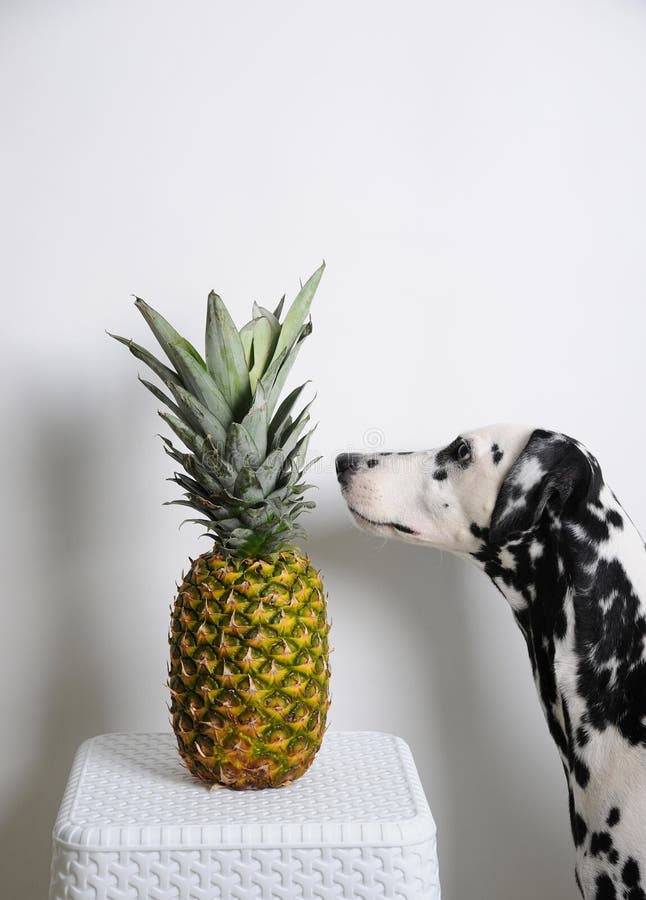 Periodiek tegel Interpretatief Hond Dalmatian En Ananas Op Een Witte Achtergrond Bekijkt Het Fruit Stock  Afbeelding - Image of hond, licht: 96415671