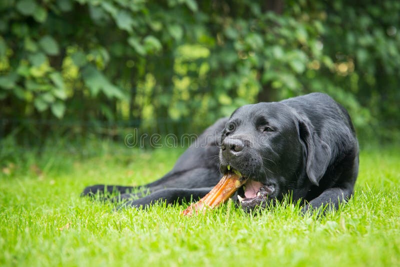 Hond die Been eet stock afbeeldingen Hond die Been eet stock afbeeldingen