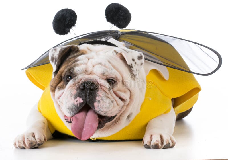 Hond die bijenkostuum draagt stock foto's Hond die bijenkostuum draagt stock foto's
