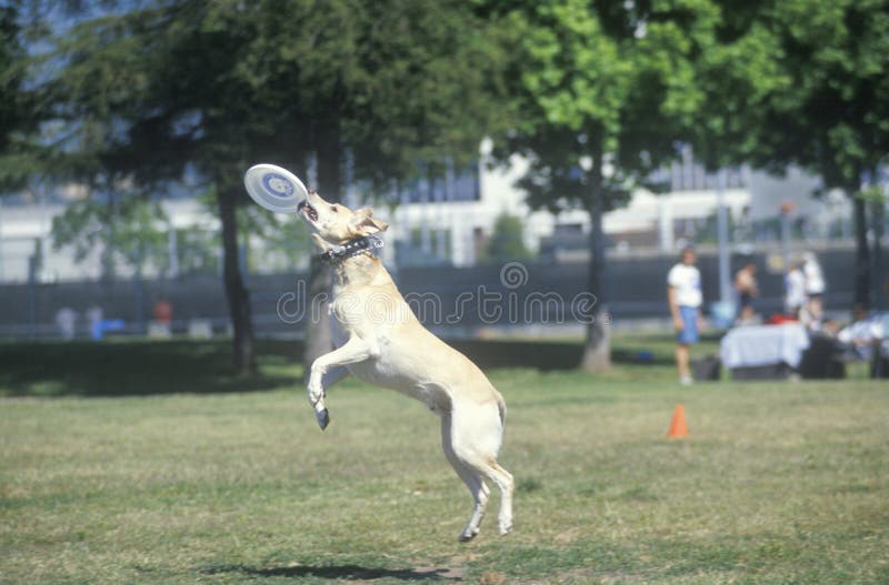 Hond die Frisbee-mid-air in Hondsfrisbee-Wedstrijd, Westwood, Los Angeles, CA vangen