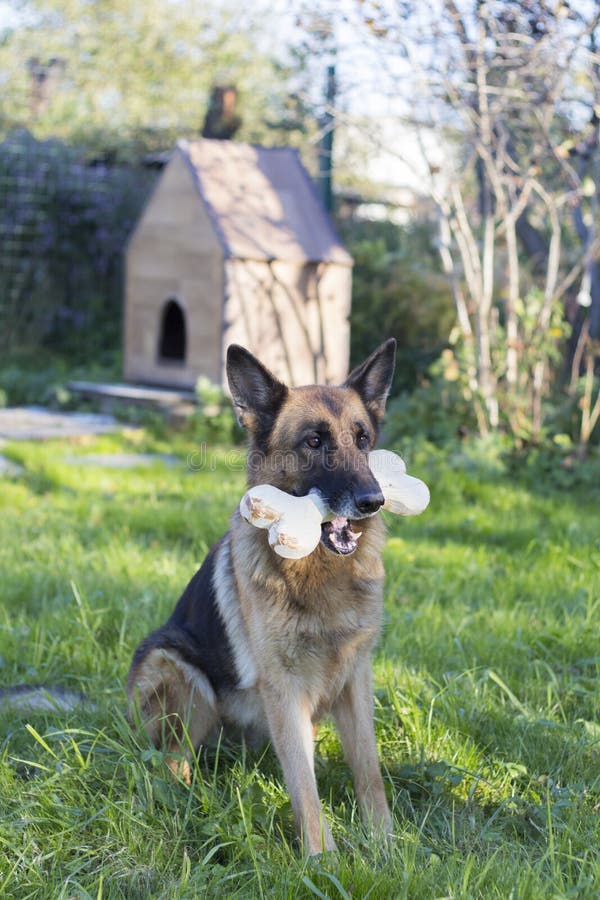 Hond die groot been in mond houden royalty-vrije stock afbeelding Hond die groot been in mond houden royalty-vrije stock afbeelding