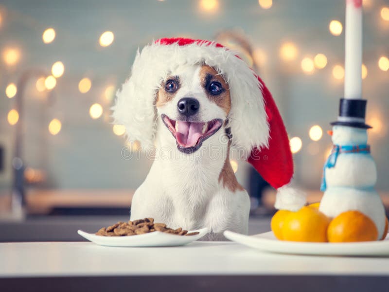 Hond die in Kerstmishoed voedsel eten royalty-vrije stock afbeelding Hond die in Kerstmishoed voedsel eten royalty-vrije stock afbeelding
