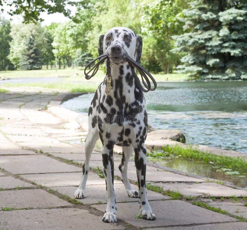 Hond die met een leiband in het park lopen stock afbeelding Hond die met een leiband in het park lopen stock afbeelding