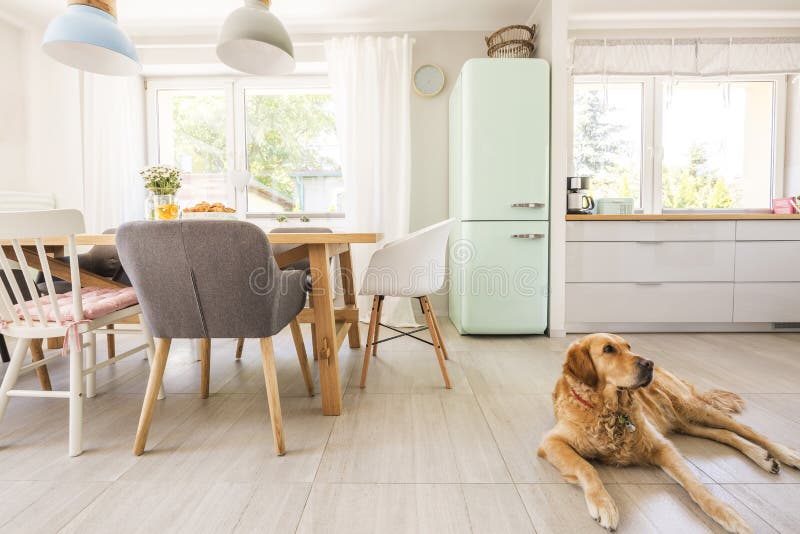 Hond die op de vloer in echte fotoeetkamer en keuken int. liggen stock afbeeldingen Hond die op de vloer in echte fotoeetkamer en keuken int. liggen stock afbeeldingen