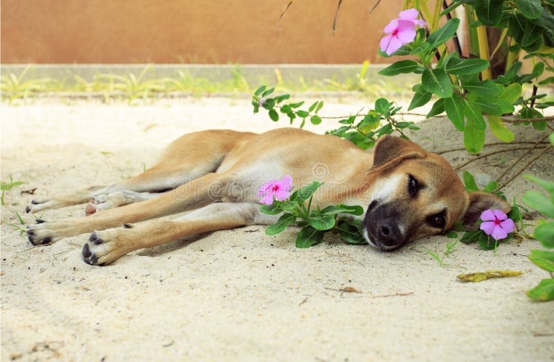 Hond die op het zand in de bloeiende struiken liggen thailand royalty-vrije stock afbeelding Hond die op het zand in de bloeiende struiken liggen thailand royalty-vrije stock afbeelding