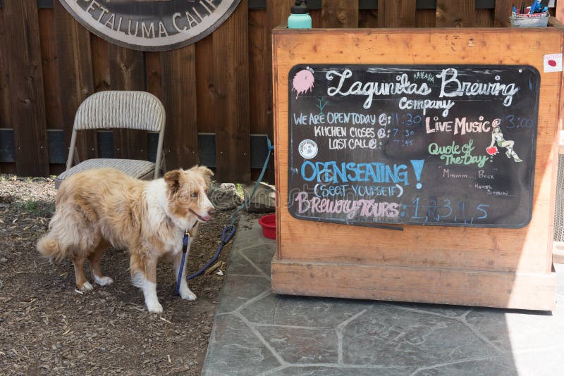 Hond die op zijn meester bij het Lagunitas Brewing Company Teken wachten stock fotografie Hond die op zijn meester bij het Lagunitas Brewing Company Teken wachten stock fotografie