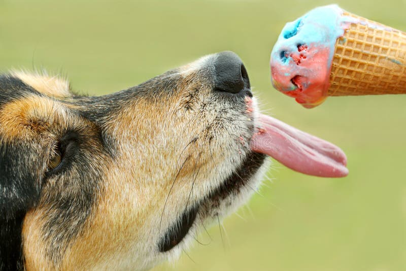 Close up of a German Shepherd Mix Dog licking a rainbow colored ice cream cone on a summer day. Close up of a German Shepherd Mix Dog licking a rainbow colored ice cream cone on a summer day