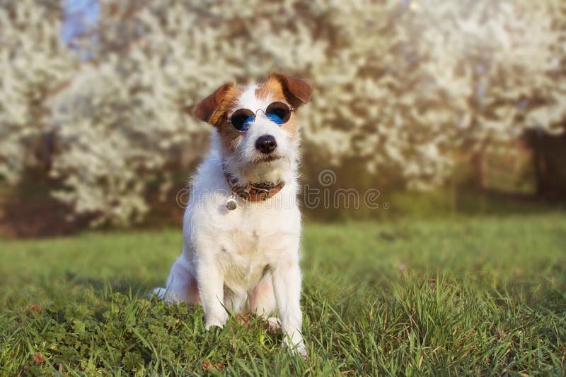 HOND DIE VAN PORTRET DE LEUKE JACK RUSSELL DE ZOMERglazen DRAGEN TEGEN BLOEMENsrping-ACHTERGROND stock fotografie HOND DIE VAN PORTRET DE LEUKE JACK RUSSELL DE ZOMERglazen DRAGEN TEGEN BLOEMENsrping-ACHTERGROND stock fotografie