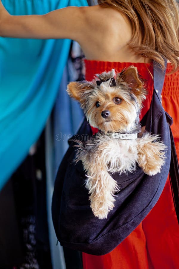 A pampered Yorkshire Terrier dog wearing a designer rhinestone collar and hair bow siting in a sling carrier being worn by a woman that is out shopping at a pet-friendly clothing store. A pampered Yorkshire Terrier dog wearing a designer rhinestone collar and hair bow siting in a sling carrier being worn by a woman that is out shopping at a pet-friendly clothing store